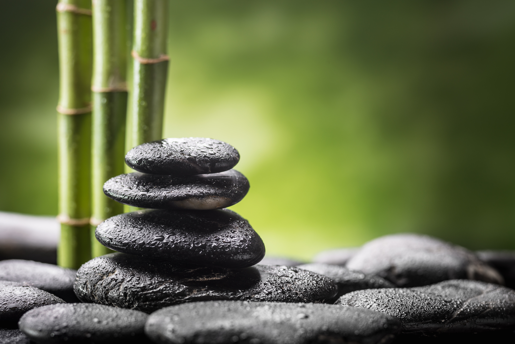 Bamboo and rocks